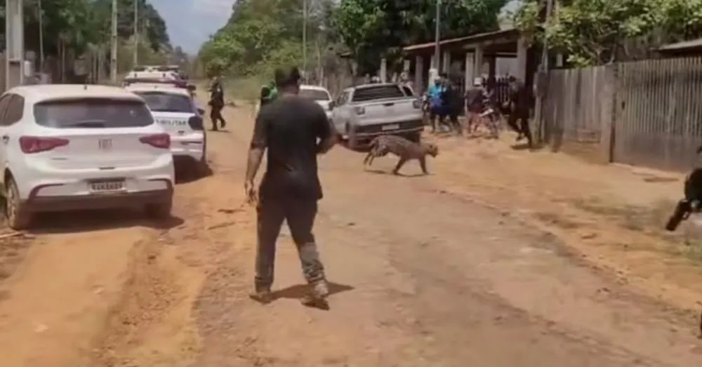 Morador ficou ferido ao tentar afastar animal de creche | (Reprodução)