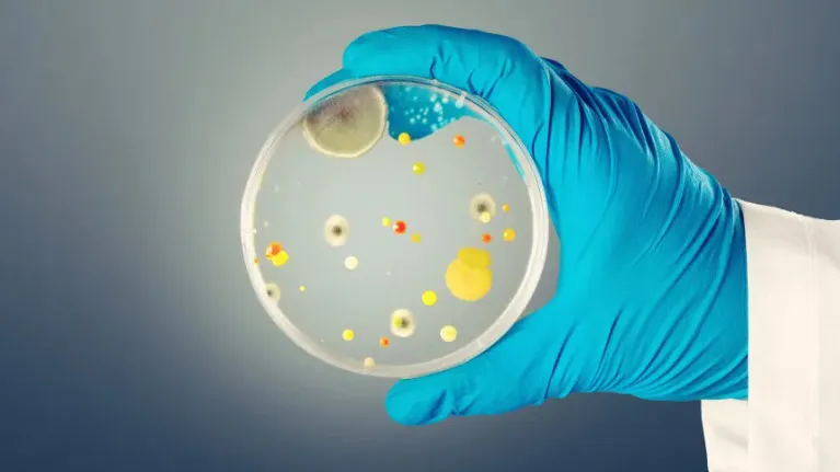 Candida auris tem preocupado mundo afora | (Reprodução/Shutterstock)