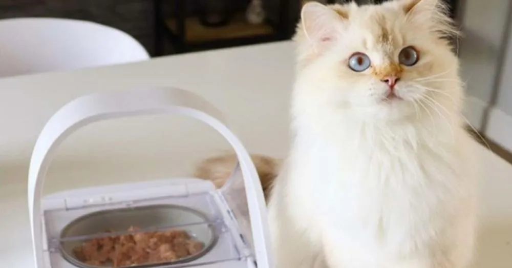 Saiba quantas vezes por dia é necessário alimentar o gato segundo especialistas | Foto: Petlove