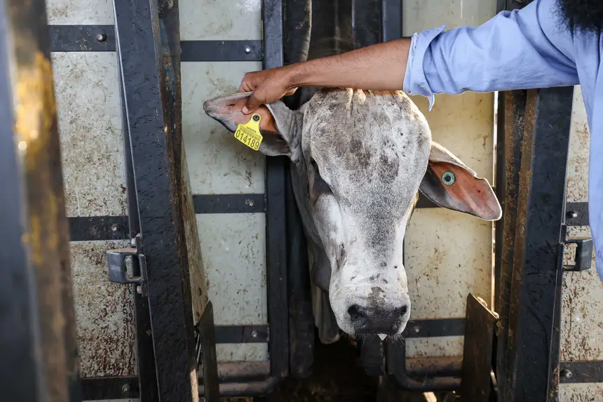 A partir de 1º de janeiro só poderão transitar no Estado bovinos e bubalinos com identificação individual e GTA em dia
