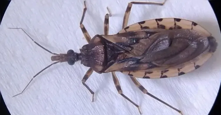 Pontos de vendas de açaí são interditados por suspeita de doença de Chagas, em Ananindeua