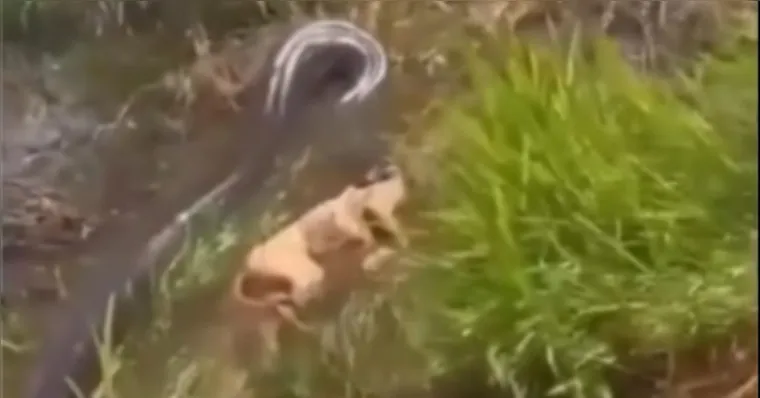 Cachorro foi capturado pela grande sucuri | Reprodução