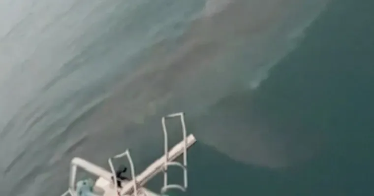 O tubarão-branco cercou o barco dos pescadores | Reprodução