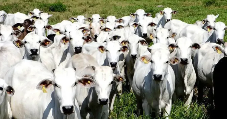 China reconhece Brasil livre de febre aftosa e amplia mercado para carnes