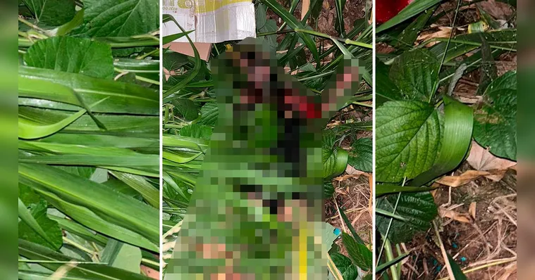 A mulher trans foi encontrada sem vida numa área de mata em Moju | Divulgação