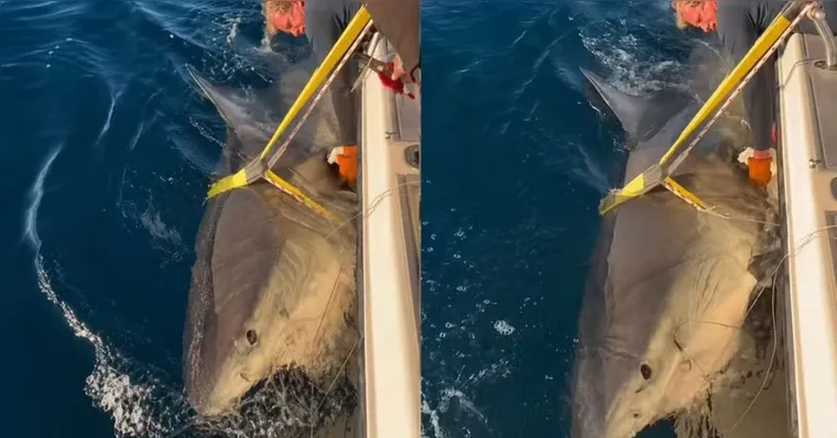 O tubarão não dava sinal de vida desde janeiro do ano passado | Reprodução/Instagram @ocearch