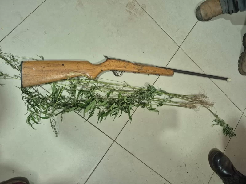 Denúncia sobre plantação de maconha terminou com arma apreendida/ Foto: Divulgação
