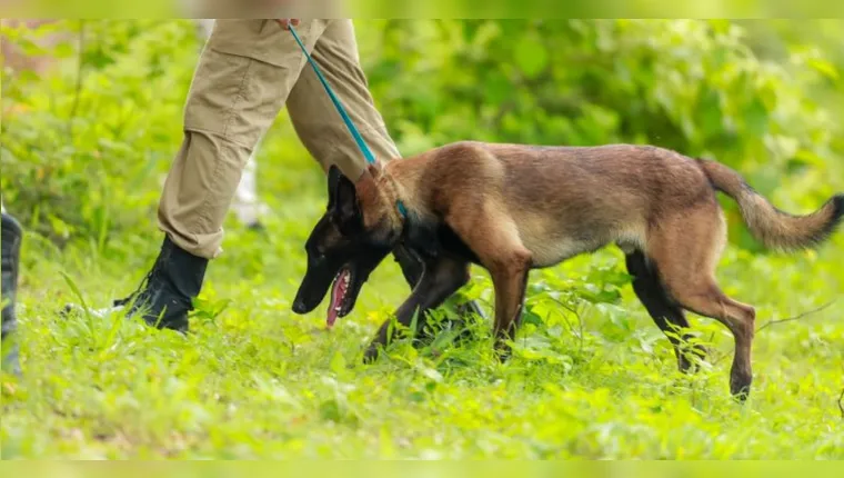CBM/Pará treina cães para resgate em área de mata